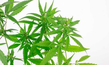 Speakeasy Dispensary Announces Ribbon Cutting and Gr...