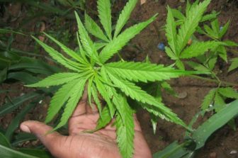 CanadaBis Reports Fiscal Q1 2026 Results with Positive Operating Cash Flow