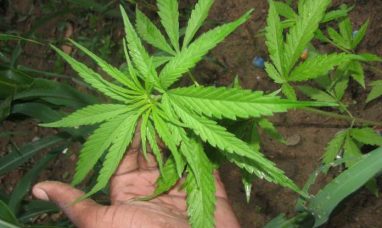 CanadaBis Reports Fiscal Q1 2026 Results with Positi...