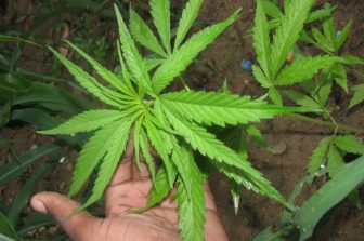 The SQDC’s third quarter of fiscal 2025-2026: Comprehensive income of $43.6 million