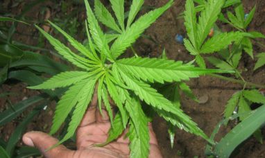 The SQDC’s third quarter of fiscal 2025-2026: ...