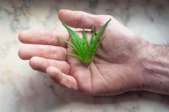 Aurora to Ring the Nasdaq Closing Bell on Wednesday, February 18, 2026, Reinforcing Strategic Focus on Global Medical Cannabis