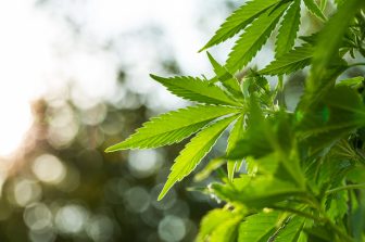 CANADABIS ANNOUNCES DELAY IN FILING OF SECOND QUARTER FINANCIAL STATEMENTS