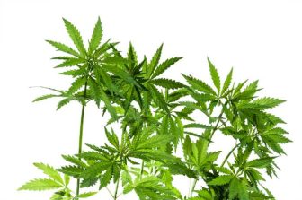 Trulieve to Open Medical Cannabis Dispensary in Lake Wales, Florida