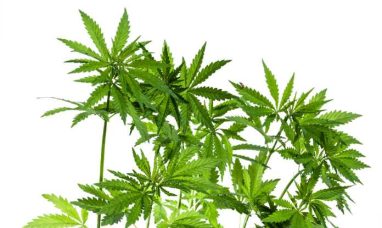 Trulieve to Open Medical Cannabis Dispensary in Lake...