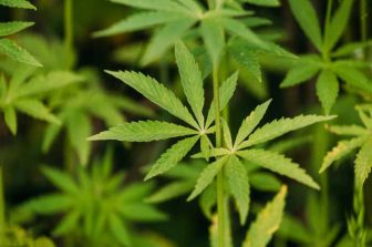 Trulieve Announces Executive Automatic Securities Disposition Plan
