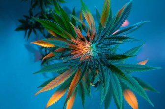 Aurora Advances Global Medical Cannabis Portfolio with New Product Launches Across Key International Markets