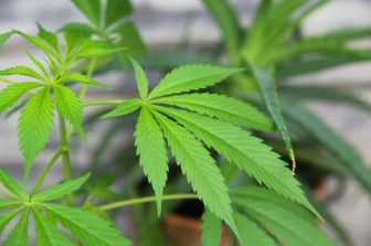 BLAZE Unveils Herbie AI Budtender to Hyper-Personalize Cannabis E-Commerce