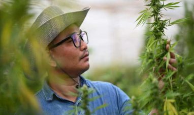 New Global Cannabis Report from GCNC and Whitney Eco...