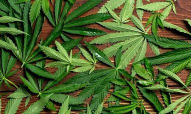 JOMS Study: Regular Marijuana Users May Need More An...
