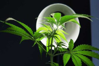 Greenway Reports Expanded International Cannabis Sales