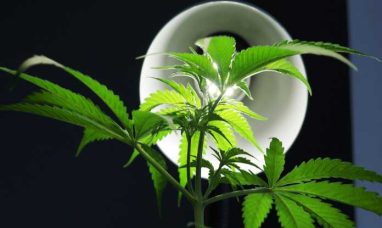 Greenway Reports Expanded International Cannabis Sales
