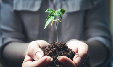 MEDICAL CANNABIS CONSORTIUM LAUNCHES FIRST MULTI-CLI...