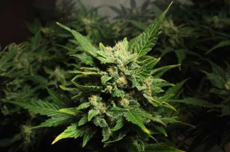 Terrabis Illinois Dispensaries Launch Recreational Curbside Pickup Following SB 3222
