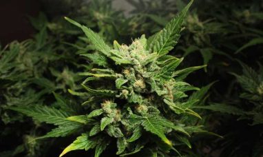 Terrabis Illinois Dispensaries Launch Recreational C...