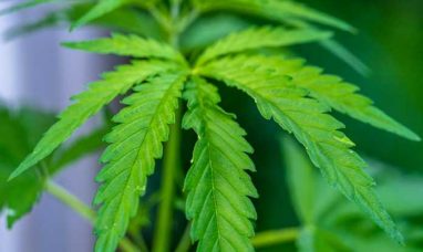 Seed Junky Genetics Announces Exclusive Illinois Lic...