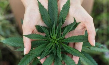 Joy Organics Enhances Popular CBD Salve with Double ...