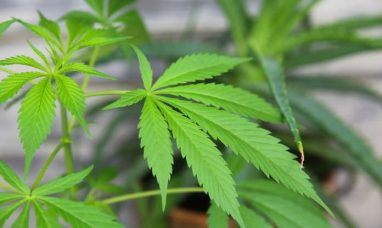 Aurora Cannabis Inc. Announces Filing and Mailing of...