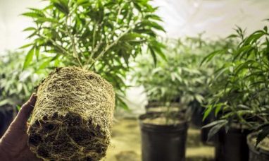 Trulieve Reports Second Quarter 2026 Results